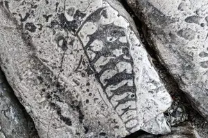 Tour image of Aire & Candeeiros: Nature, Fossils and Forgotten Portugal
