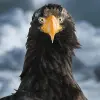 Image of Wildlife Watching