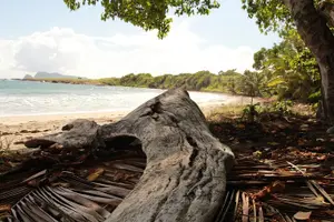 Tour image of Horseback Riding Adventure Tour in St. Lucia
