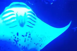 Tour image of Manta Ray Night Snorkeling Adventure in Kailua-Kona