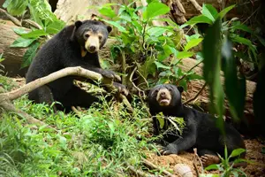 Tour image of Private Full Day Sepilok Orang Utan, Bornean Sun Bear and Rainforest Discovery Center Tour