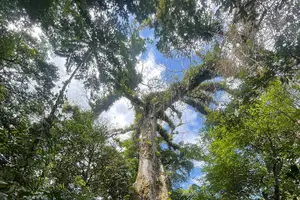 Tour image of Sloth Discovery & Swim in Rio Celeste