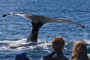 Tour image of Ultimate Whale Watch and Tracy's Crab Shack Combo