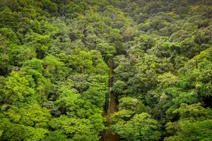 Tour image of St. Lucia Aerial Tram Tour at Rainforest Adventures