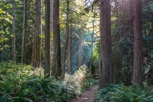 Tour image of Visit Snoqualmie waterfall and an old forest (Transport Included)