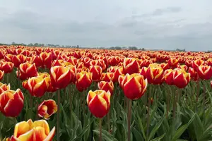 Tour image of Private transfer Schiphol (AMS) to or from Rotterdam