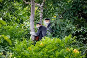 Tour image of Scooter Adventure on Monkey Mountain