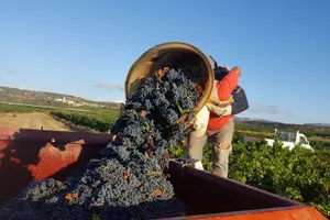 Tour image of Walks in the heart of the secret vineyards around Collioure, tastings