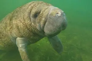 Tour image of Swim With Manatees-Private Tour with In Water Guide/Photographer