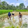 Image of Plantation Tours