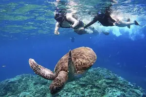 Tour image of Okinawa Iriomote Snorkeling Tour at Coral Island