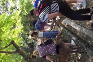 Tour image of All must-sees in 3 hours - Nara Park Classic Tour! From JR Nara!