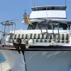 Image of Dolphin Watching