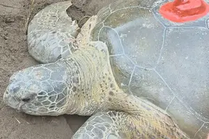 Tour image of Unique Experience : sea turtle nesting in Tortuguero.