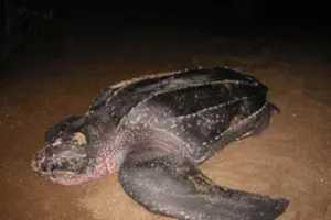 Tour image of Night Turtle Nesting Tour from Tamarindo