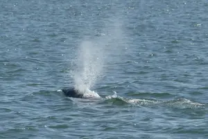 Tour image of 90-Minute Private Dolphin Tour in Hilton Head Island