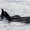 Image of Wildlife Watching