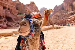 Tour image of Private Departure Transfer: Petra Hotels to Amman Airport