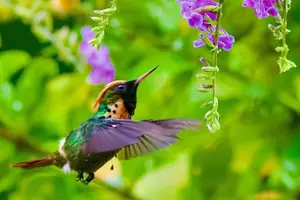 Tour image of Yerette Home of the Hummingbird