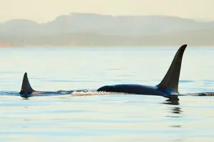 Tour image of Juneau Wildlife Whale Watching & Mendenhall Glacier