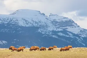 Tour image of Half-Day Grand Teton Wildlife Safari Private Tour