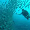 Image of Scuba Diving