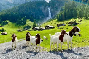 Tour image of Breathtaking Private Hike with a Local Swiss Expert (1 day trip)