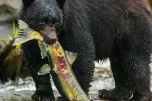 Tour image of City Highlights Totem Parks and Sightseeing