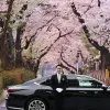 Image of Cherry Blossom