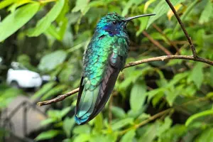 Tour image of Monteverde Cloud Forest Tour
