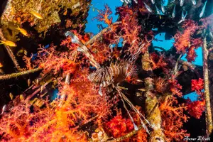Tour image of Guided Dive on Coral Reefs for Certified Divers