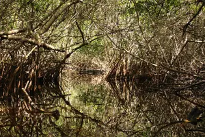 Tour image of 3 Hour Guided Mangrove Tunnel Kayak Eco Tour