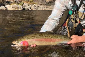 Tour image of Private Full Day Fly Fishing For Beginners and Experienced Anglers