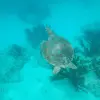 Image of Snorkeling