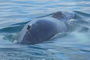 Tour image of Whale Watching Tour from Akureyri City Central