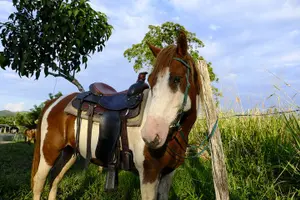 Tour image of Jungle farm ride