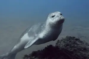 Tour image of Scuba Diving Experience in Madeira