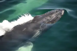Tour image of City Cruises Boston Whale Watching Cruise by High-Speed Boat