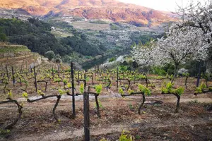 Tour image of Douro Wine Tasting at a Family Winery in Portugal