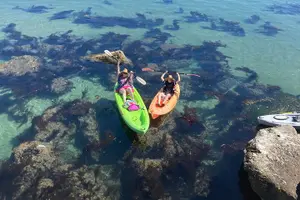Tour image of Kayak with Sea Lions in a Calm, Beautiful, Redondo Beach Harbor