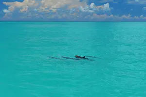 Tour image of Key West Dolphin Watch and Snorkel Tour - Eco Adventure