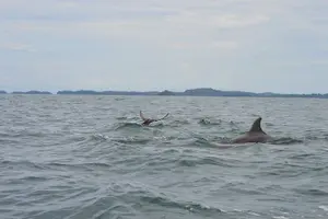 Tour image of (4 person minimum to book) Whale Watching (July 15 to Oct.15) in Isla Bolanos