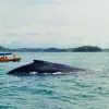 Image of Dolphin Watching