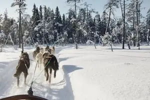 Tour image of Santa's Village Dog Sledding Ride in Rovaniemi
