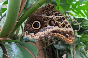 Tour image of Monteverde Butterfly Gardens Tour