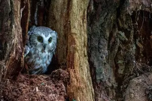 Tour image of Sitka Shore Excursion: Bears, Raptor Center, & Totem Park Tour (Small Group)