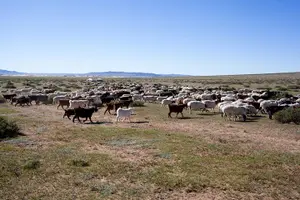 Tour image of 1 Day Coach Tour of Terelj National Park Including Lunch And Free Camel Ride