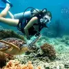Image of Snorkeling