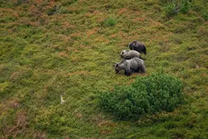 Tour image of Hiking Bear Watching Tour in High Tatras from Podbanske Slovakia