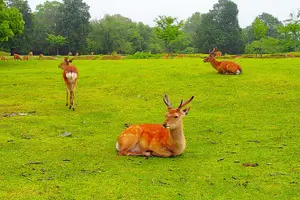 Tour image of Nara: Hike Mt. Wakakusa and Encounter Wild, Free-Roaming Deer